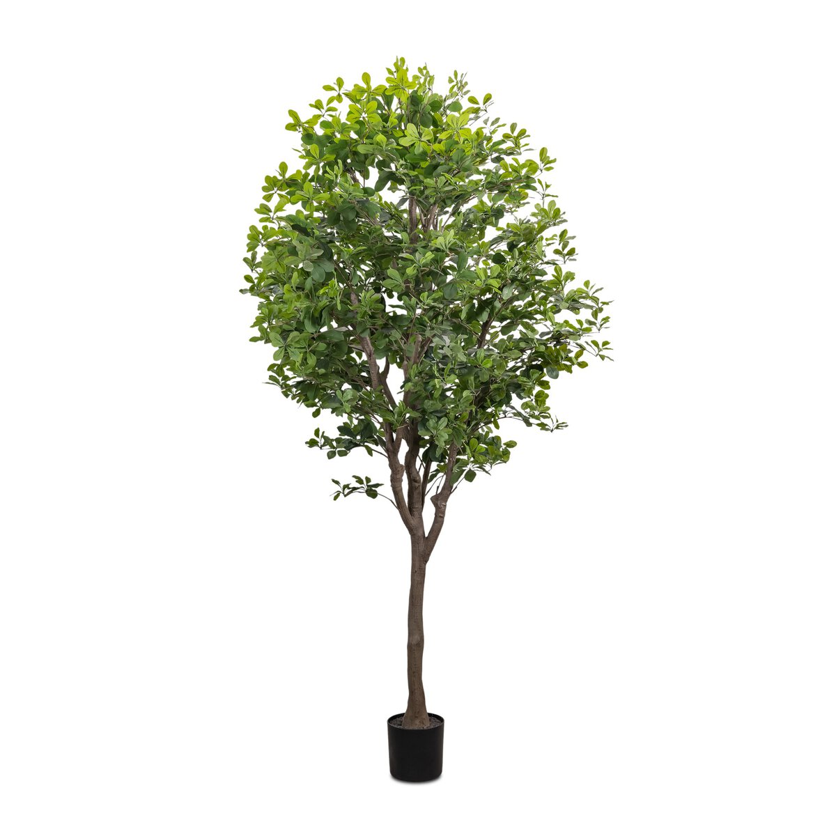 Aralia Tree | 8'