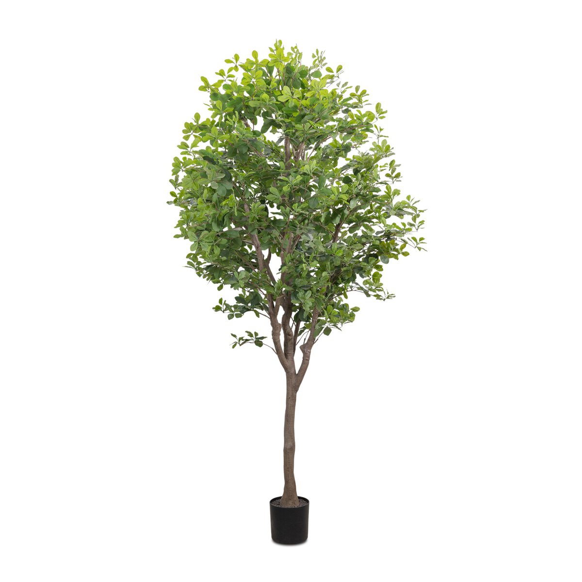 Aralia Tree | 8'