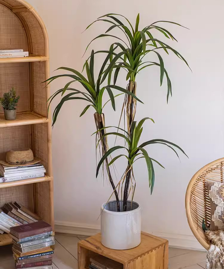 Dracaena Tree | X Large