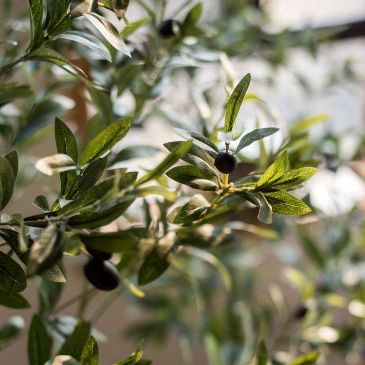 Olive Tree | Large