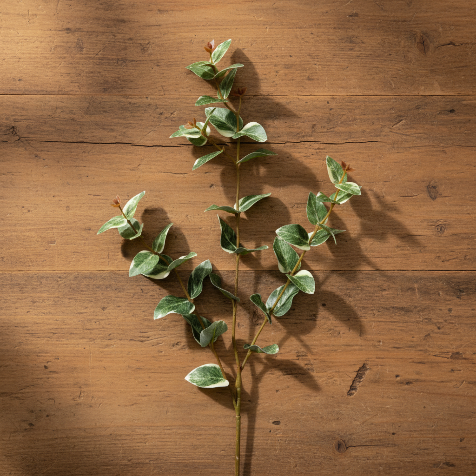 Ruscus Variegated | Green