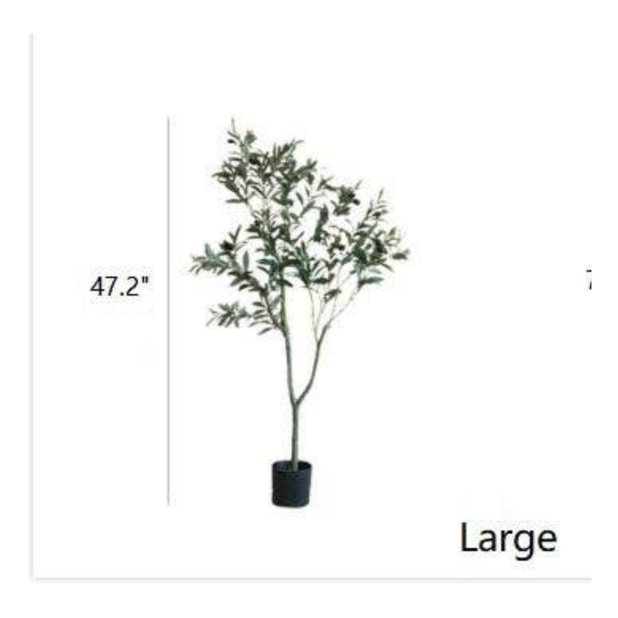 Olive Tree | Large