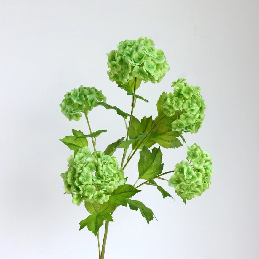 Snowball Hydrangea Stem