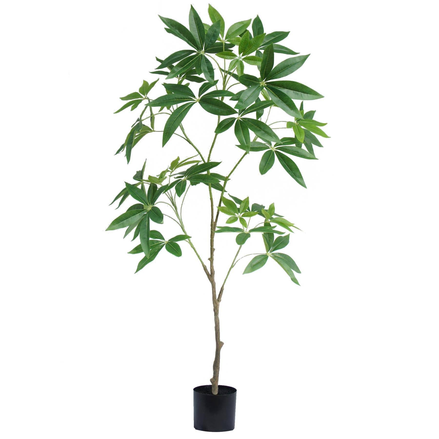 Money Tree