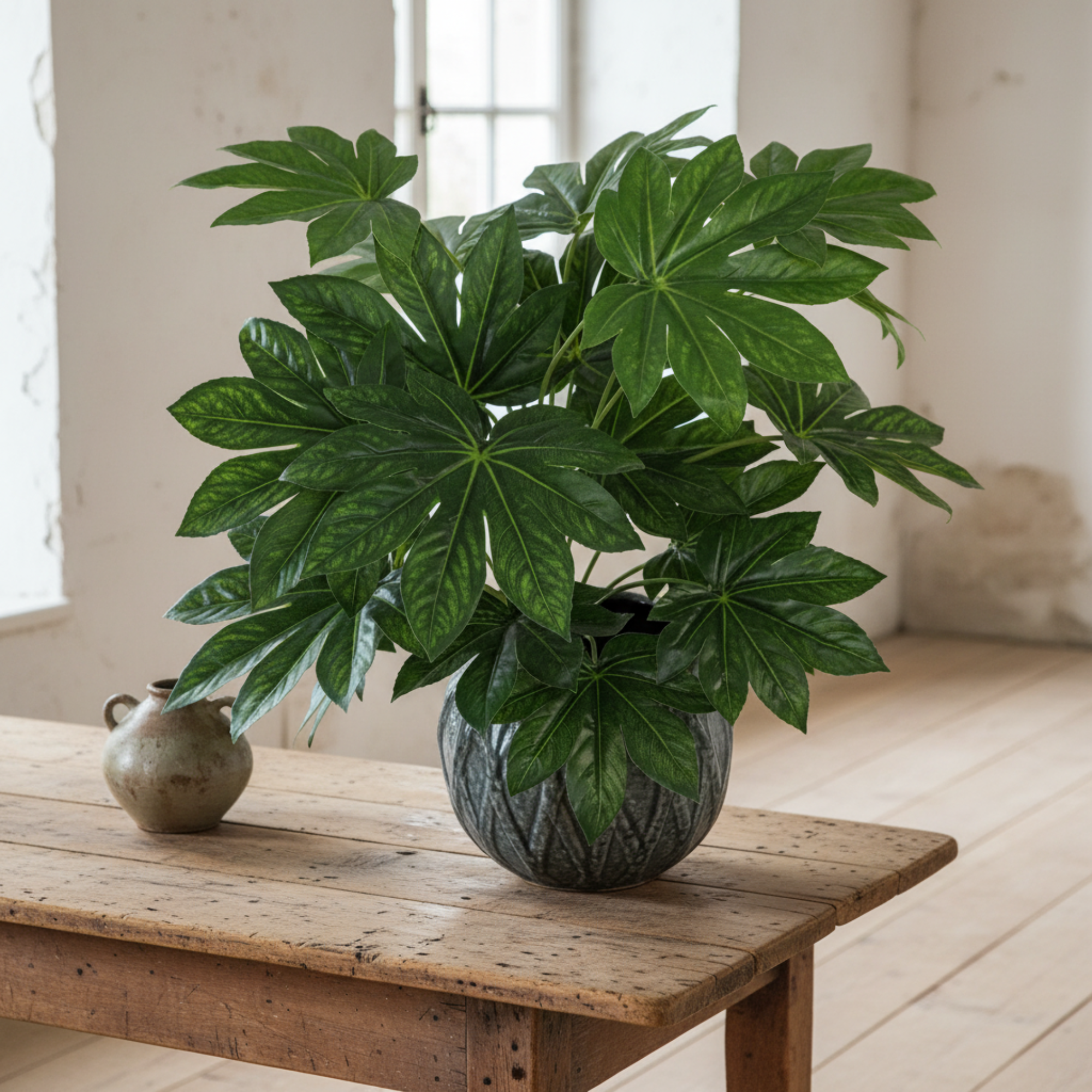 Aralia Plant In Pot