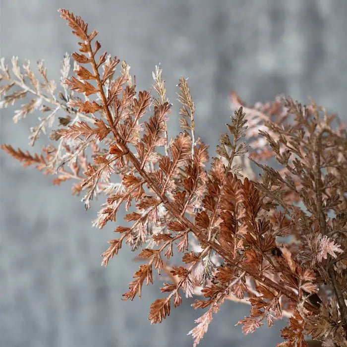 Rust Fern Bush