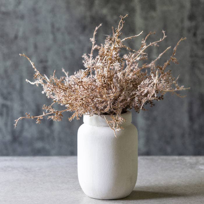 Senecio Cineraria in Pot | Rust