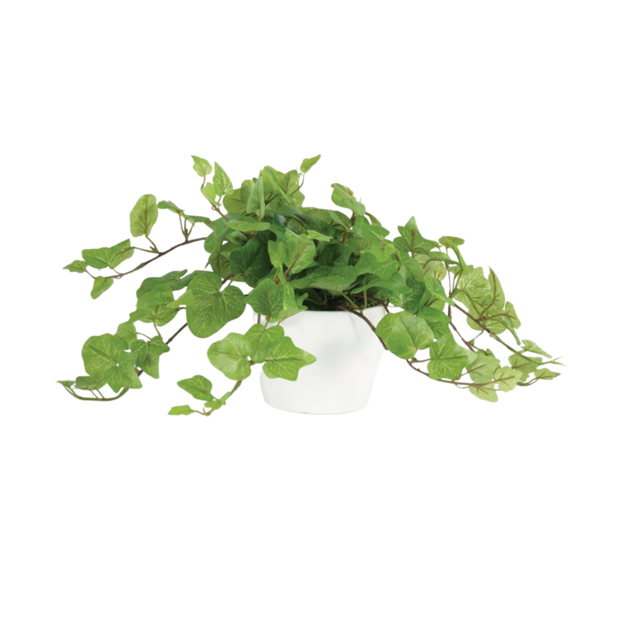 Ivy In Small White Cylinder