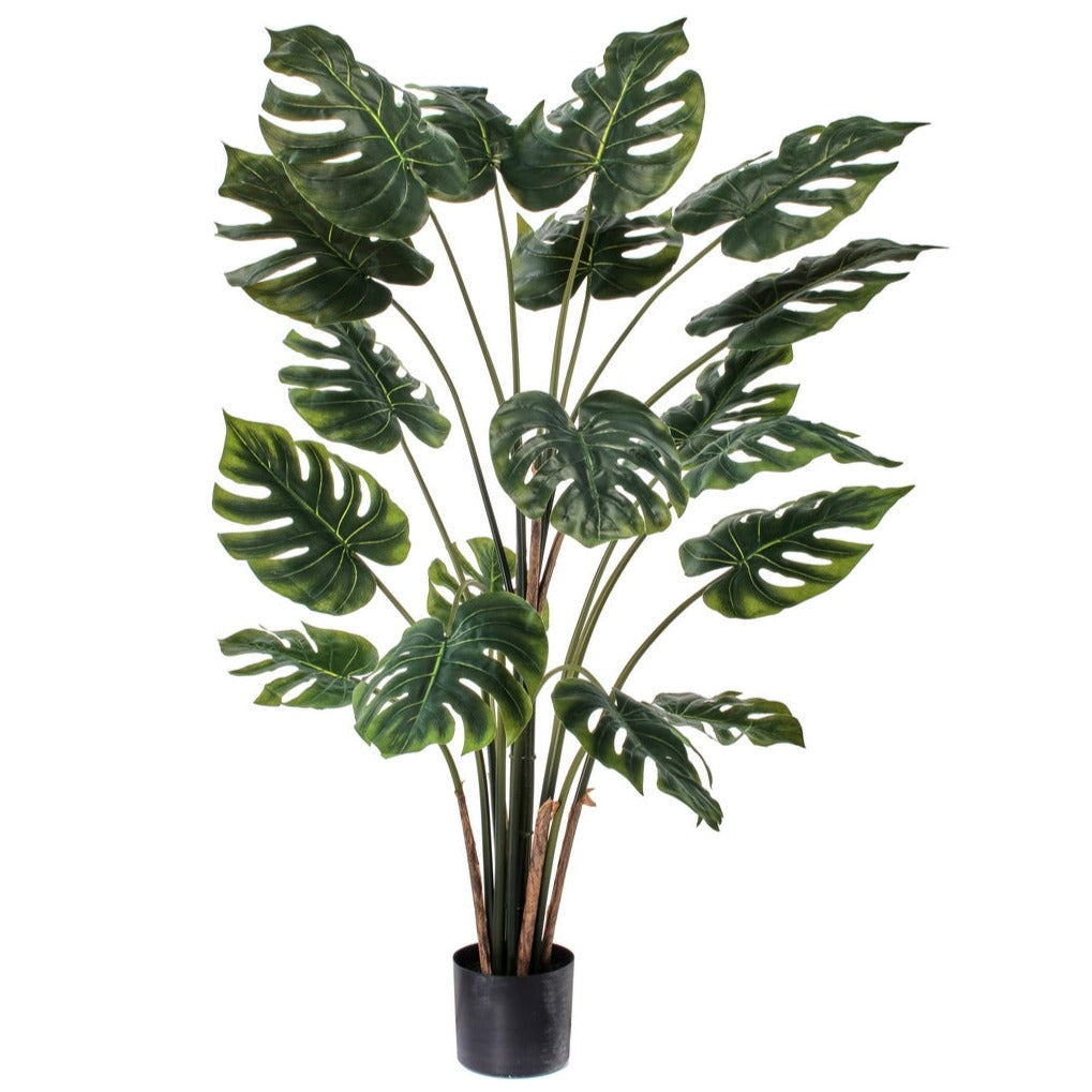 Split Philo Plant