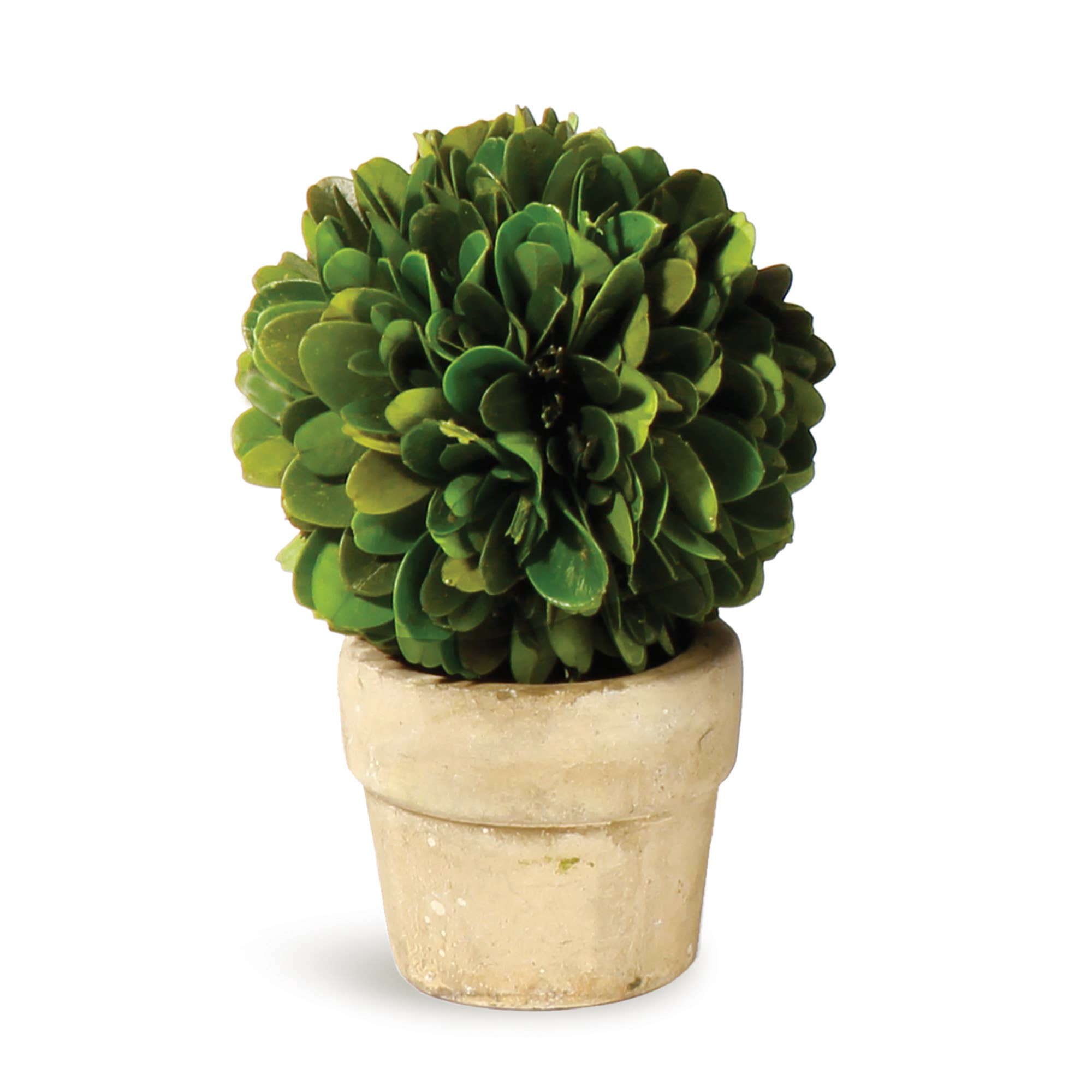 Boxwood Mini Ball In Pot