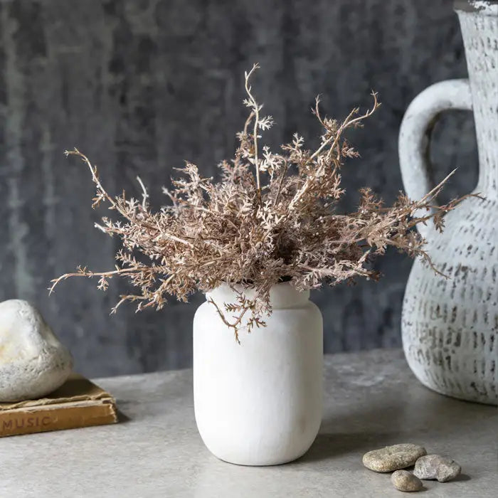 Senecio Cineraria in Pot | Rust