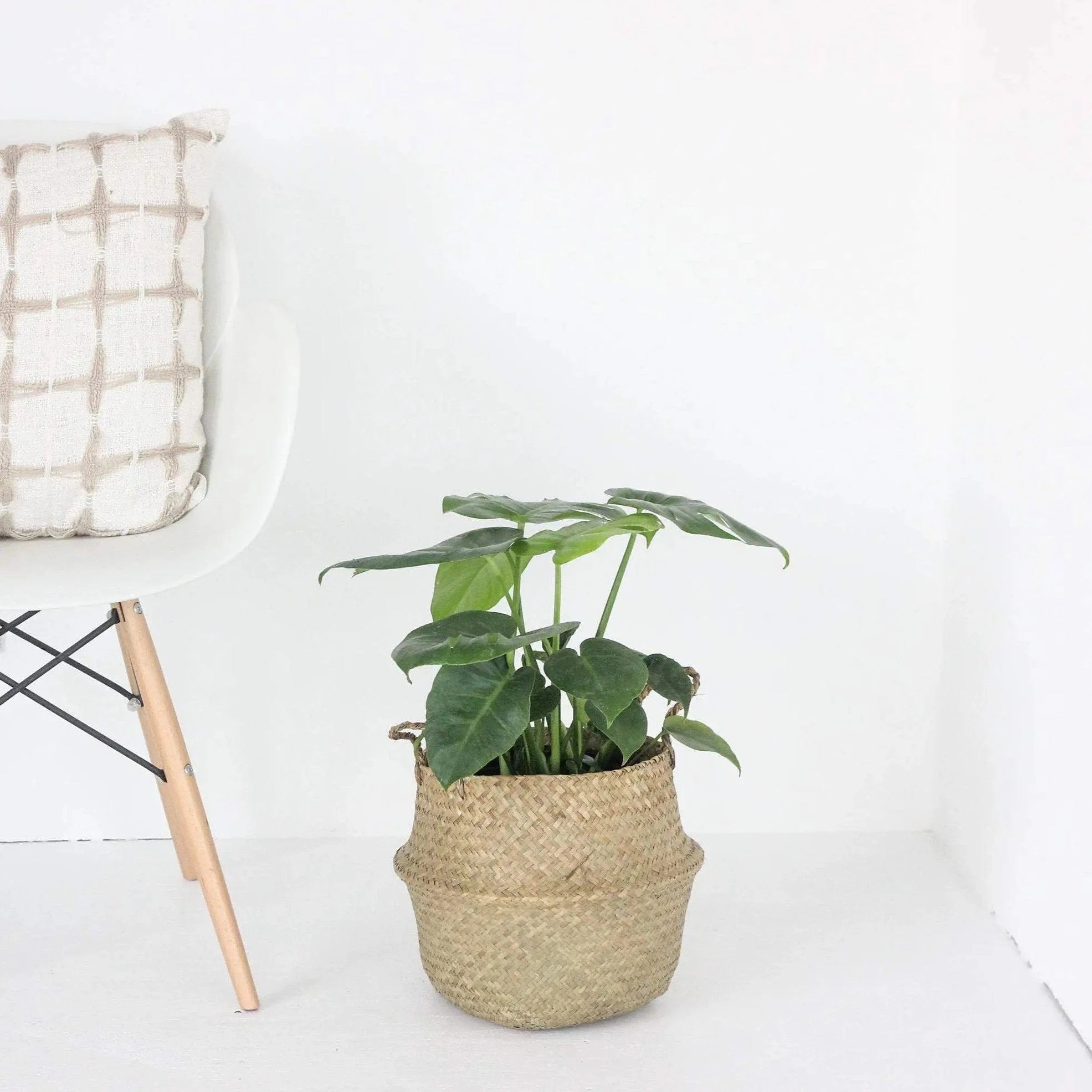 Woven Seagrass Belly Basket/Planter | 12"