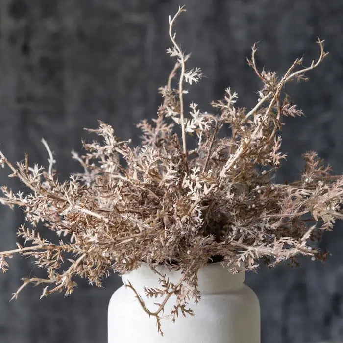 Senecio Cineraria in Pot | Rust