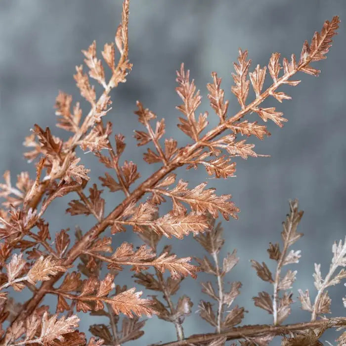 Rust Fern Bush