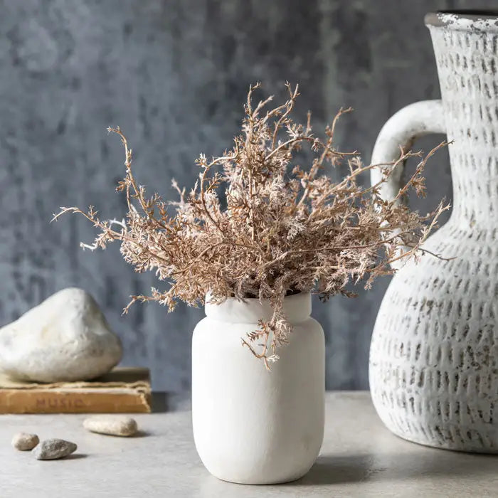 Senecio Cineraria in Pot | Rust