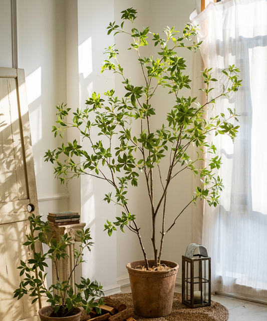 Japanese Enkianthus Tree