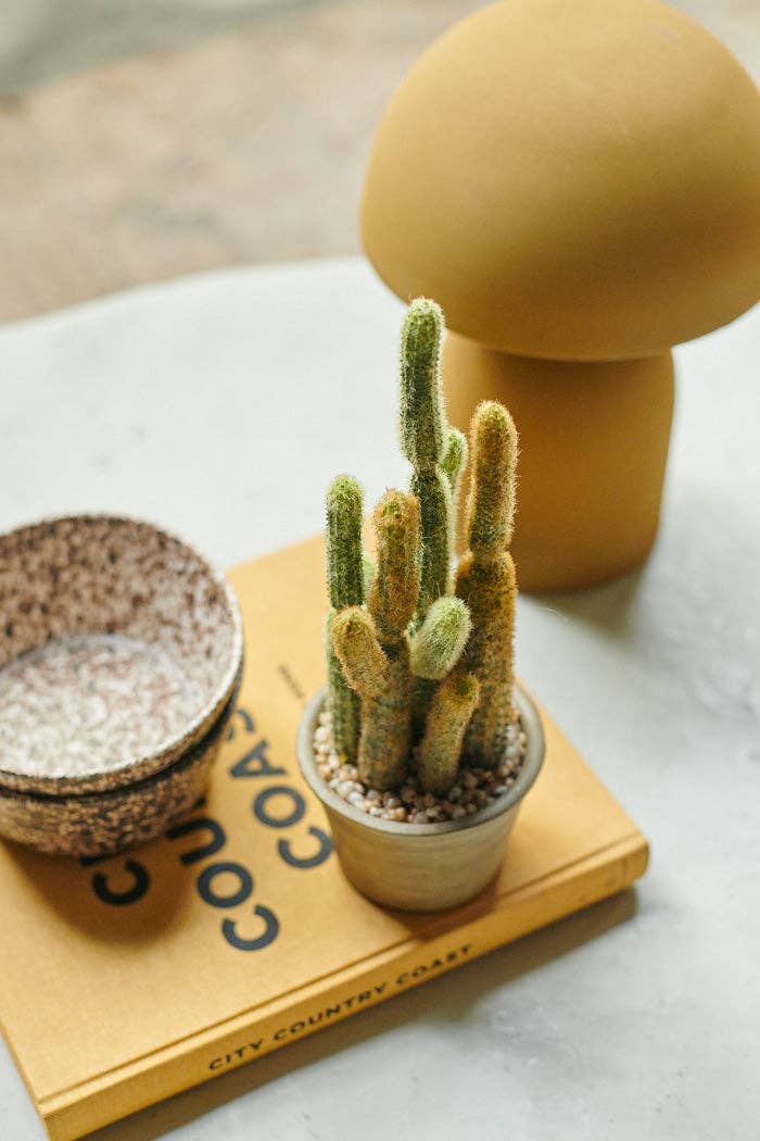 Cereus Cactus in Pot