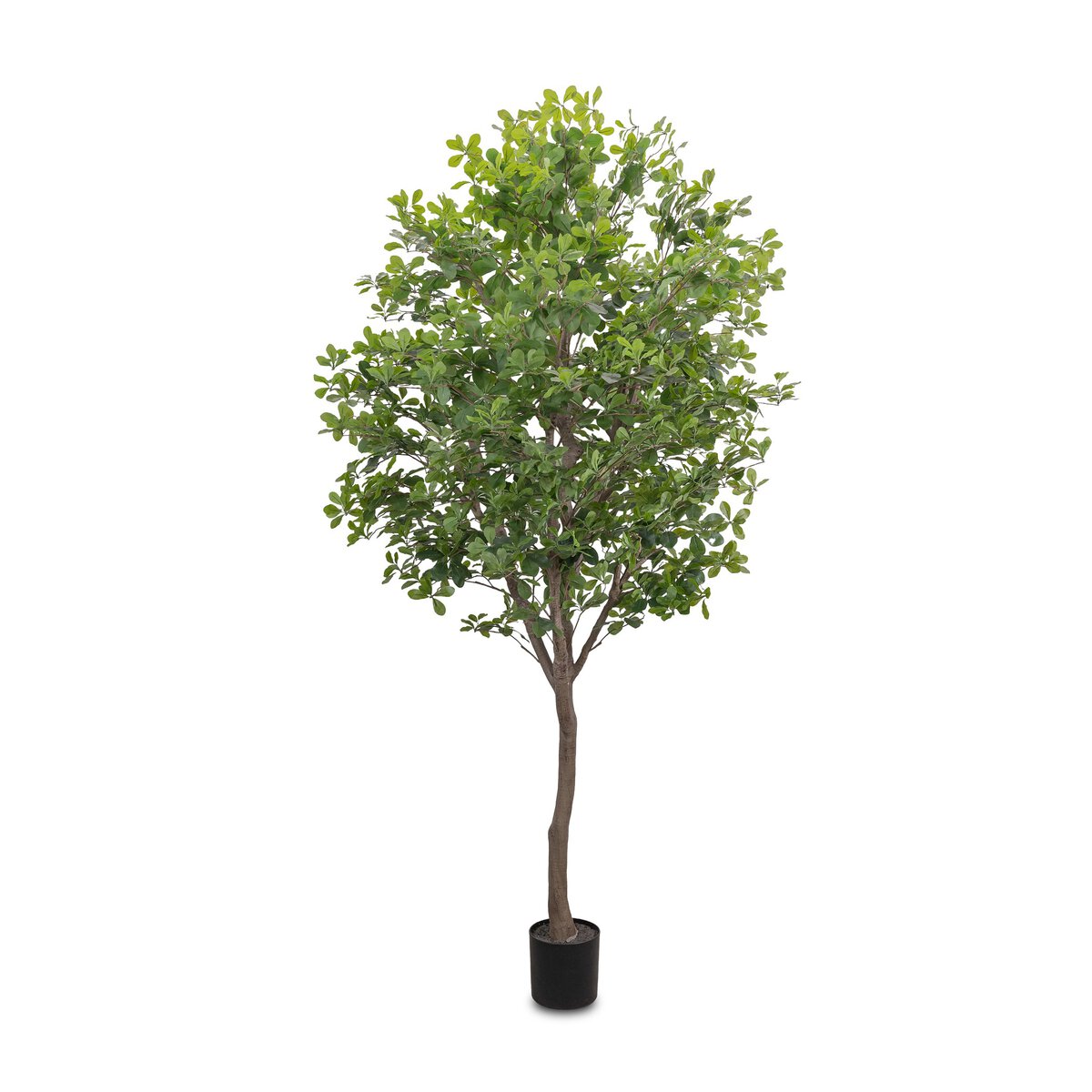 Aralia Tree | 8'
