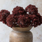 Sedum Crimson