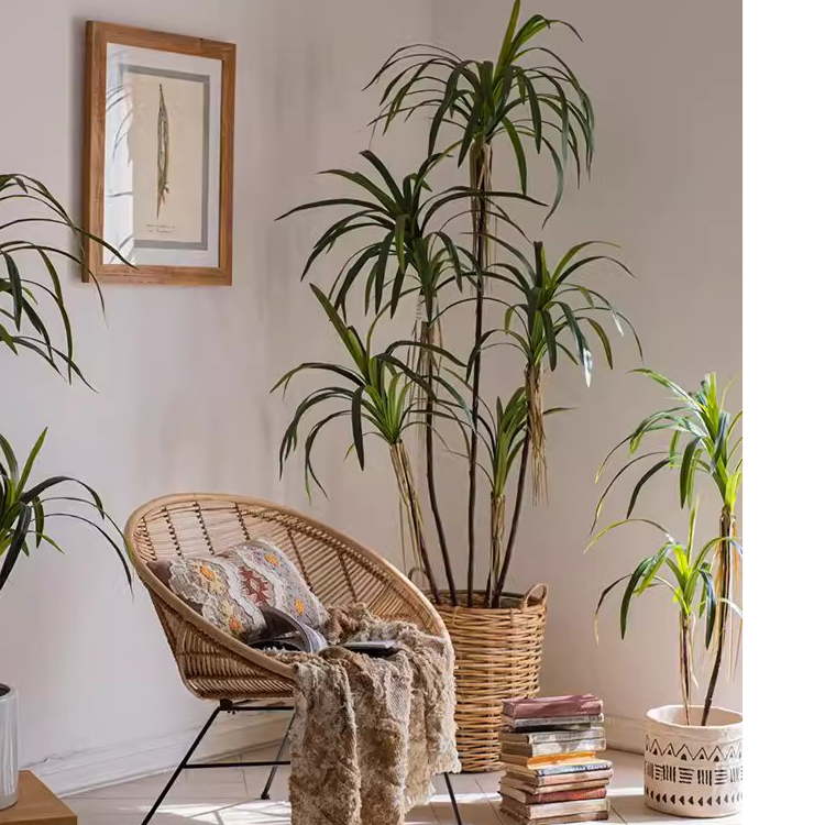 Dracaena Tree | X Large