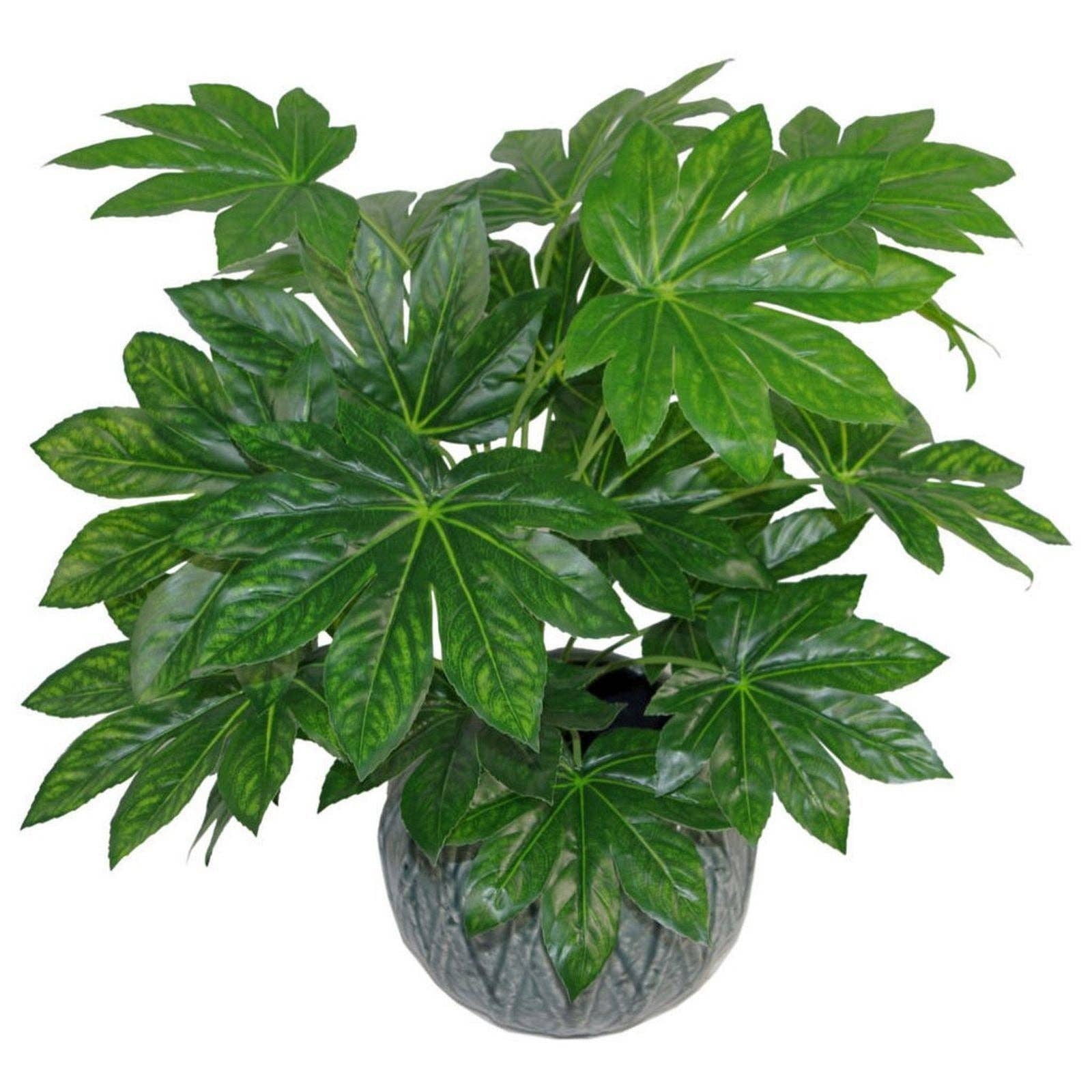 Aralia Plant In Pot