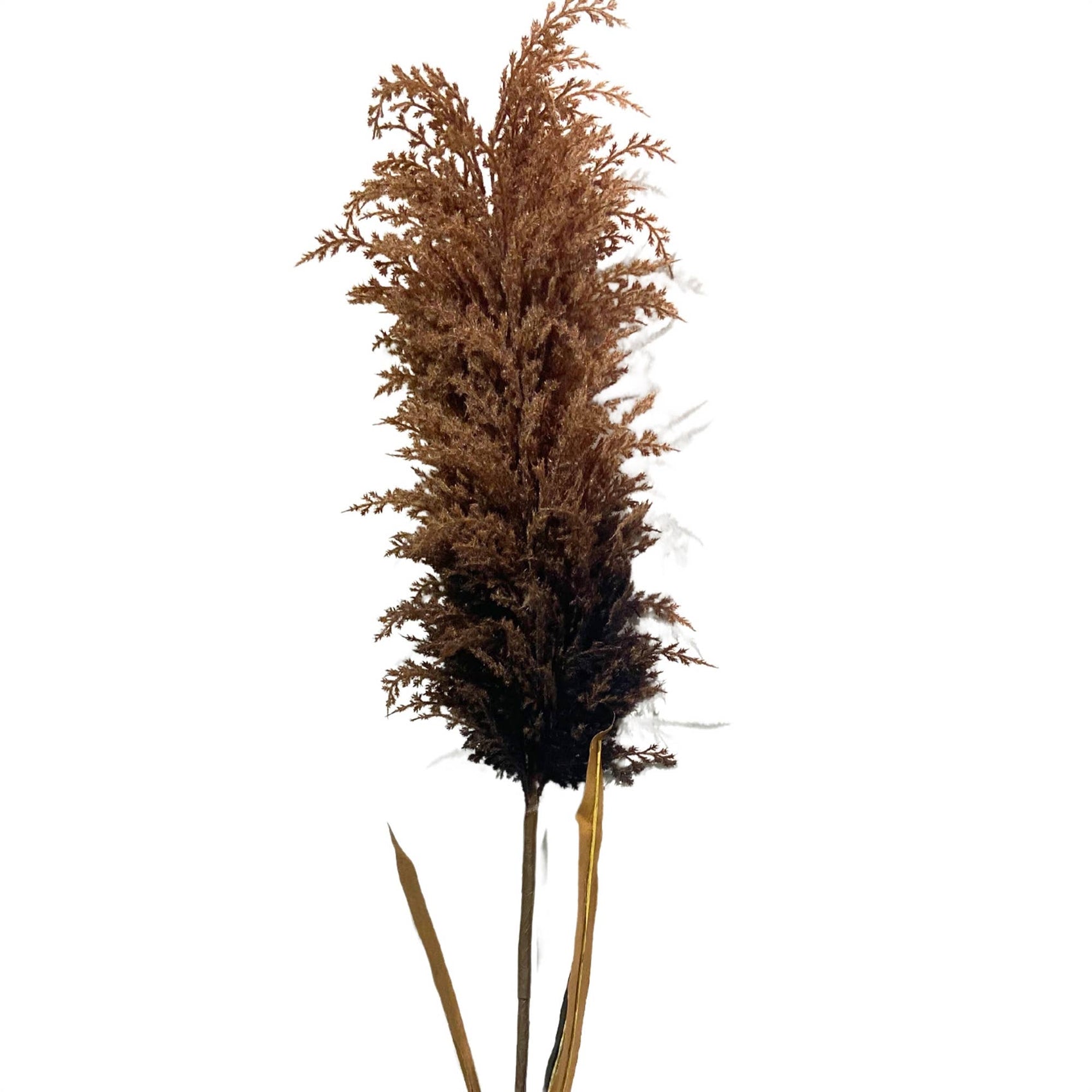 Pampas Stem | Brown