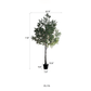 Extra Large Tall Olive Tree | 10"