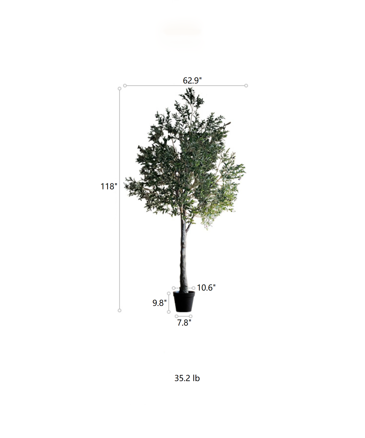 Extra Large Tall Olive Tree | 10"