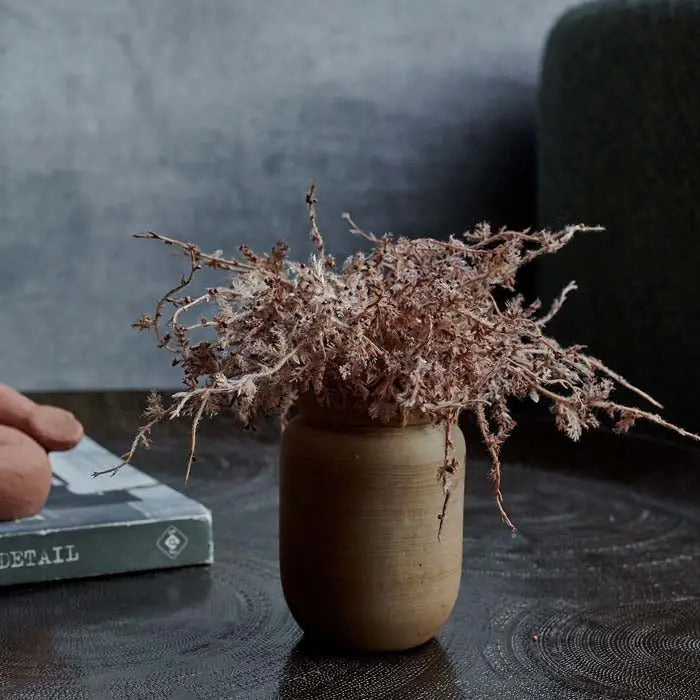 Senecio Cineraria In Pot | Blush