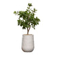 Tung Tree With Beige Planter