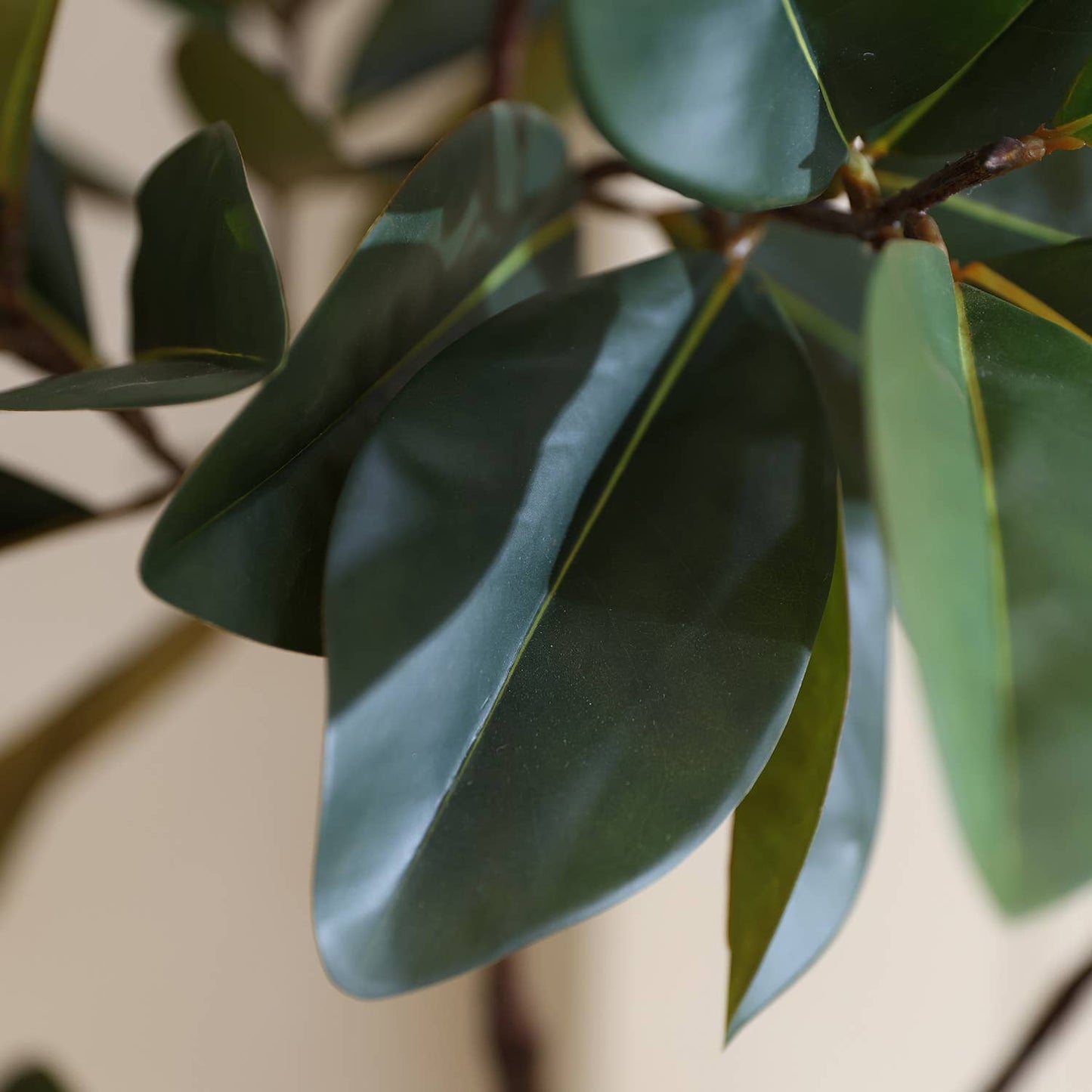 Magnolia Tree With Pot