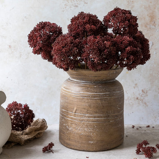 Sedum Crimson