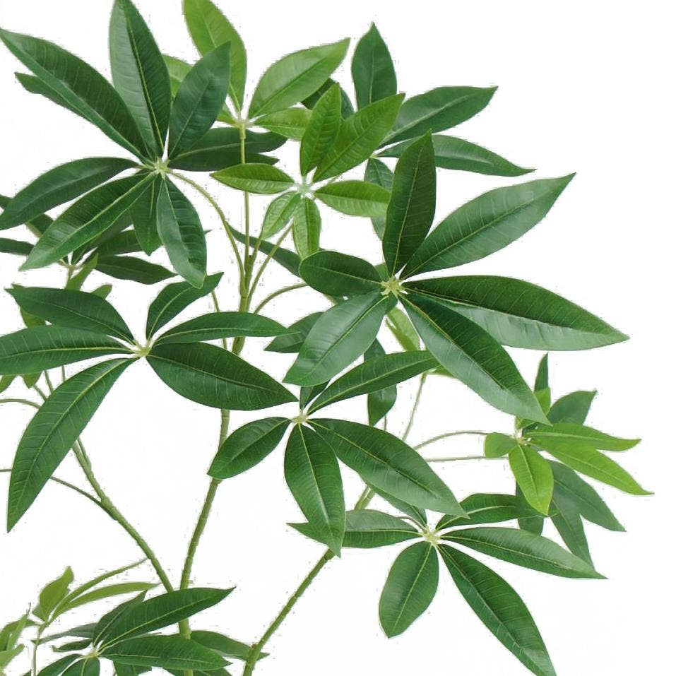Money Tree