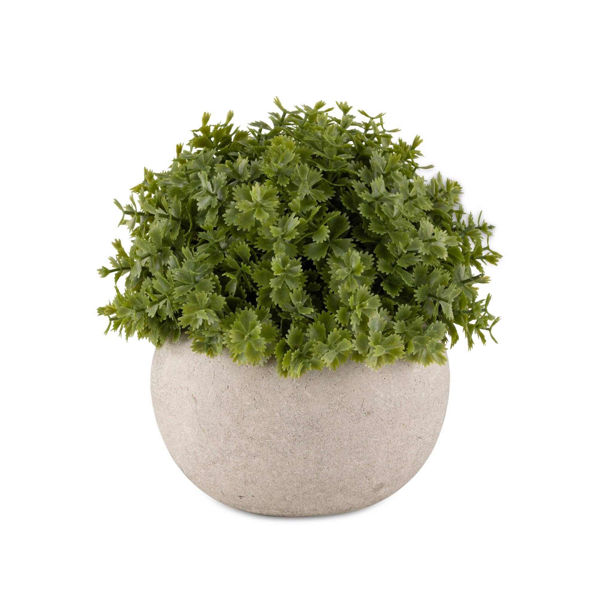 Hebe Plant in Pot