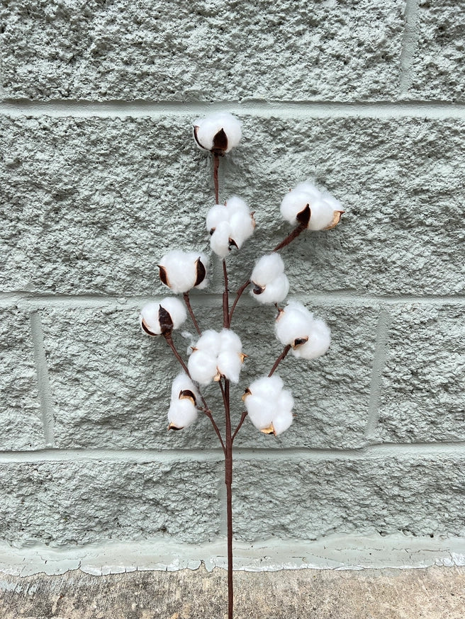 Cotton Blossom Stem