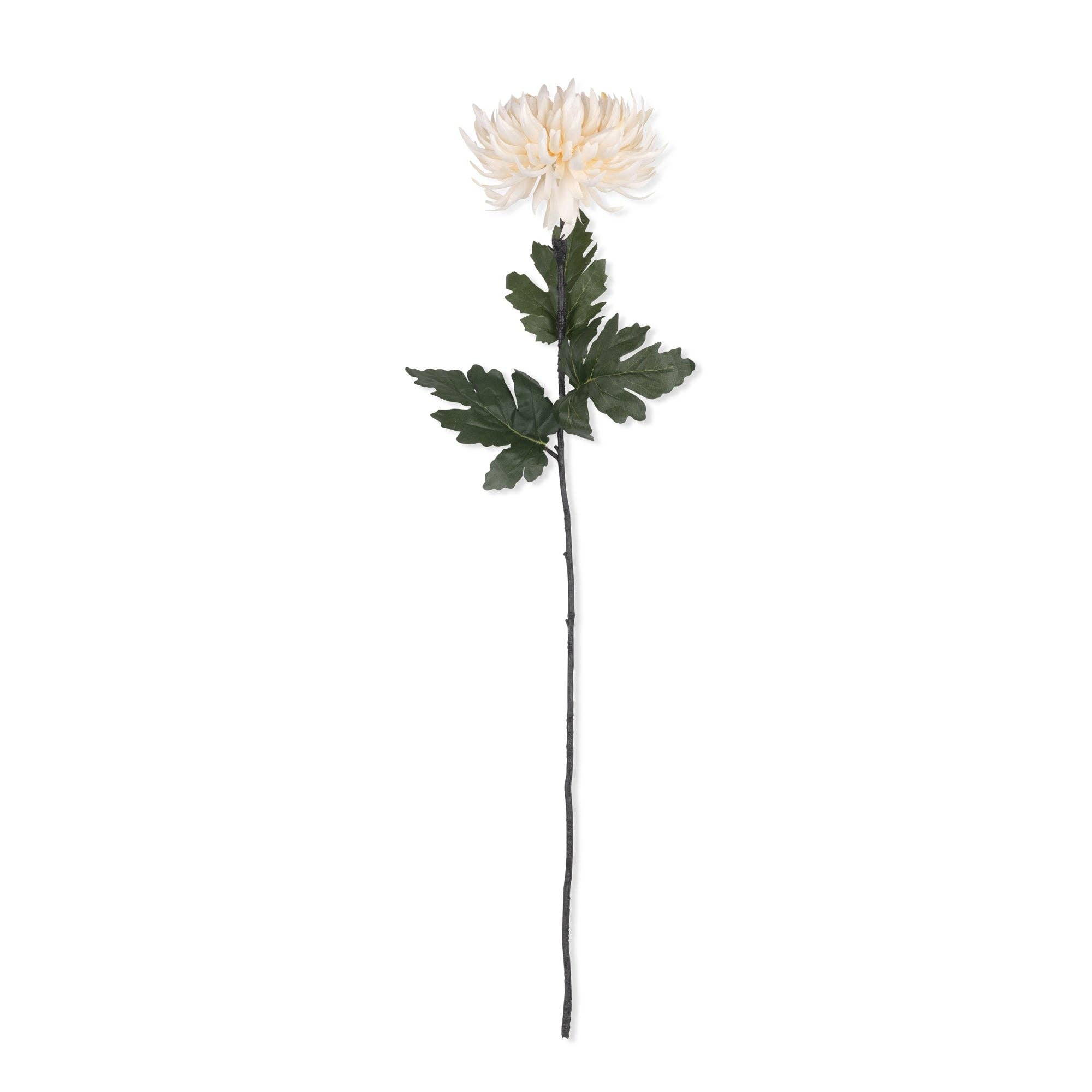 Chrysanthemum Stem | Cream
