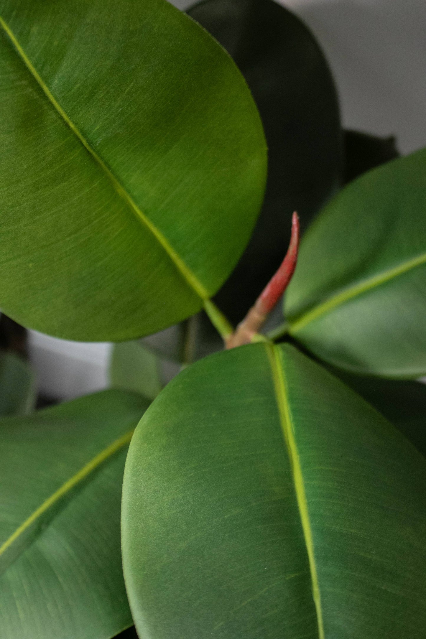 Rubber tree With Black Planter