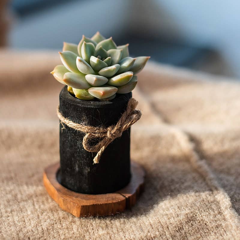 Charcoal Planter & Wood Tray