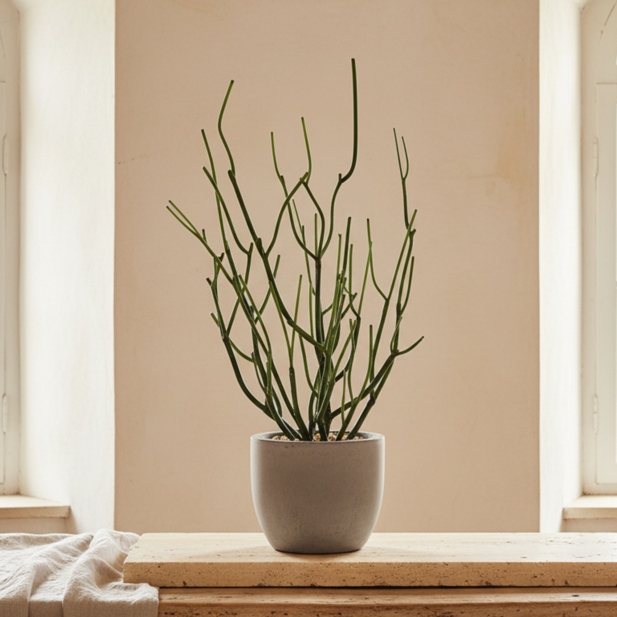 Pencil Cactus in Concrete