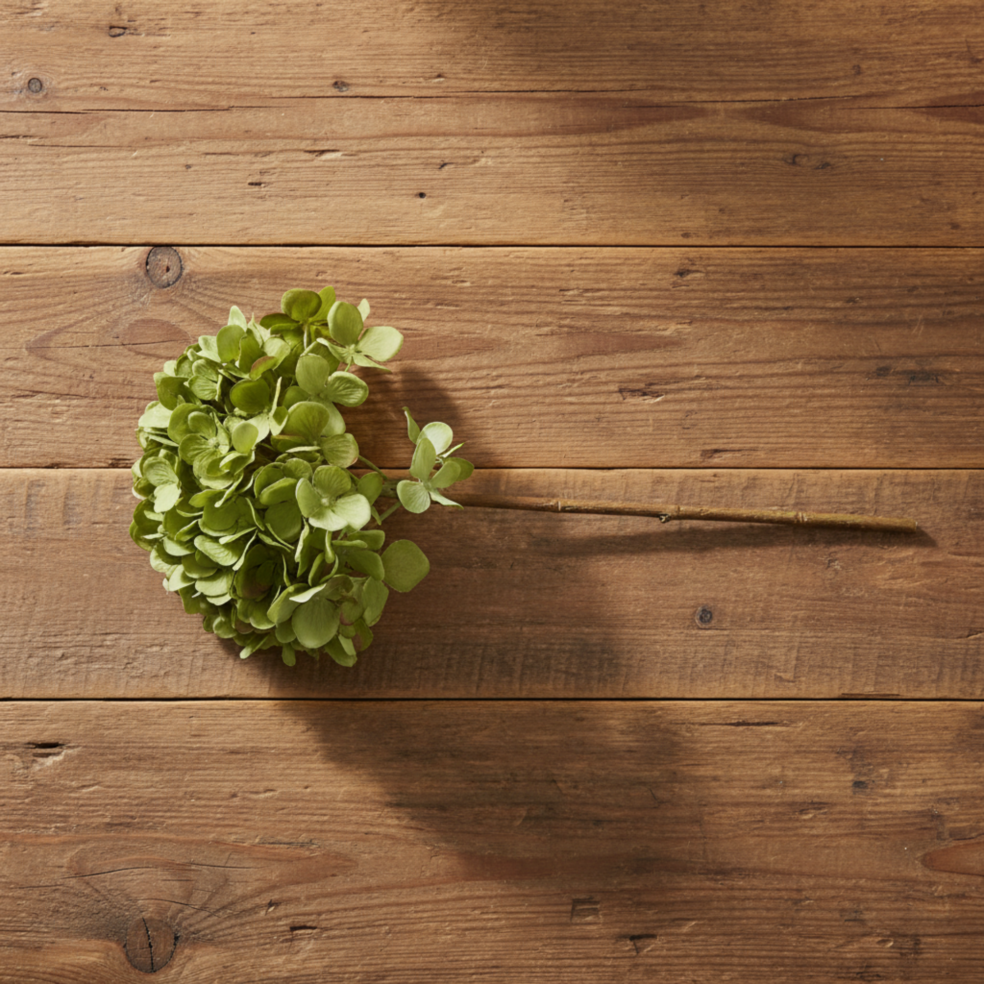 Hydrangea Green Stem