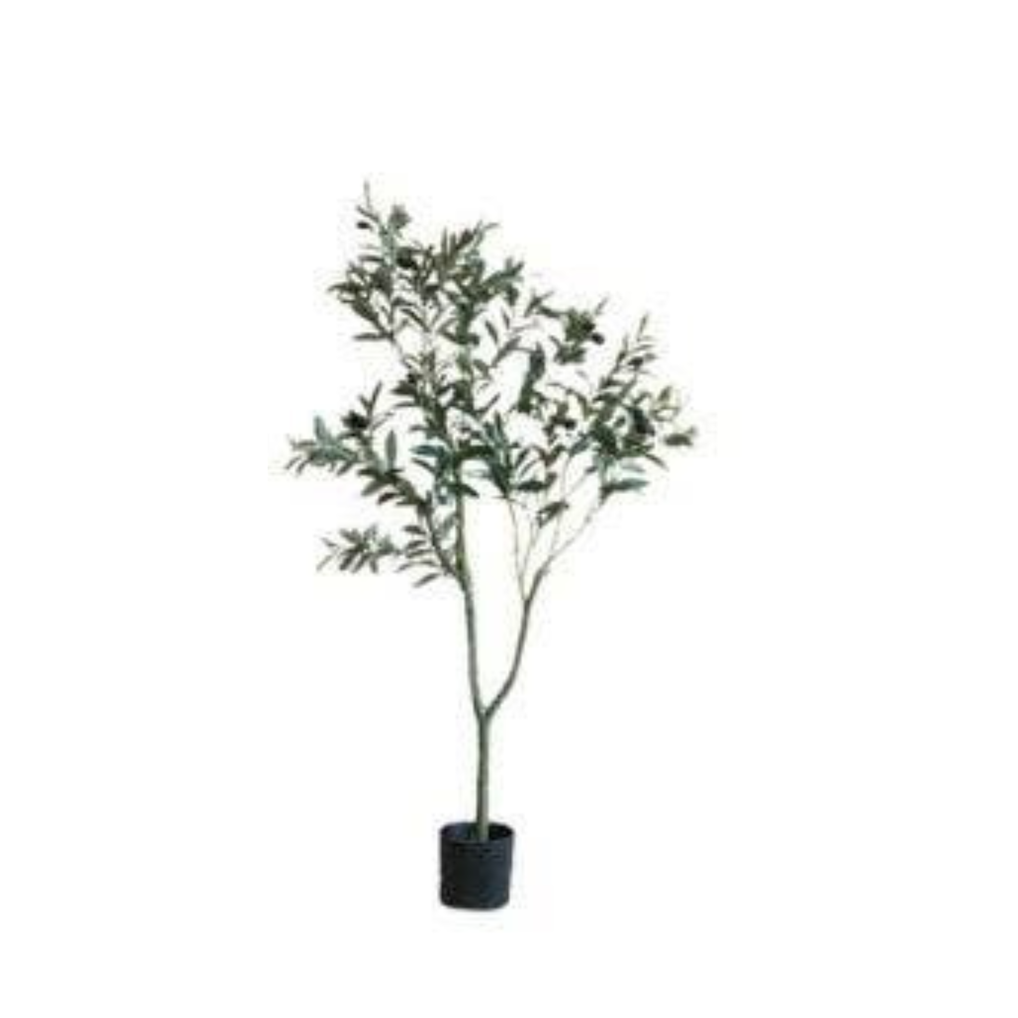Olive Tree | Large