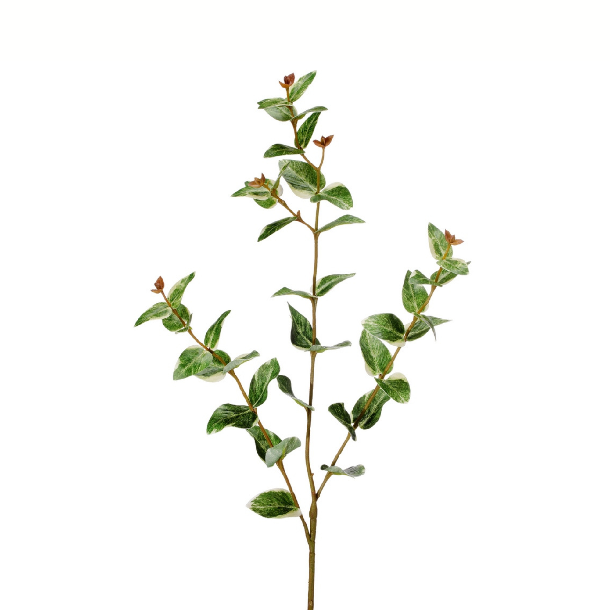 Ruscus | Variegated Green