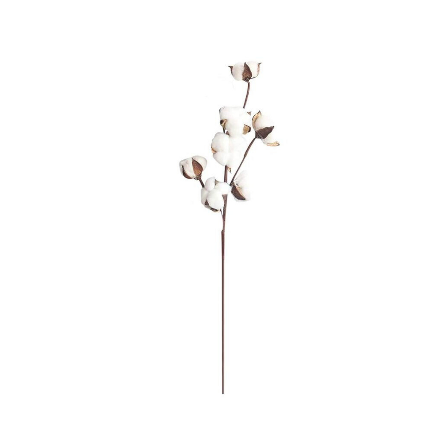 Cotton Blossom Stem