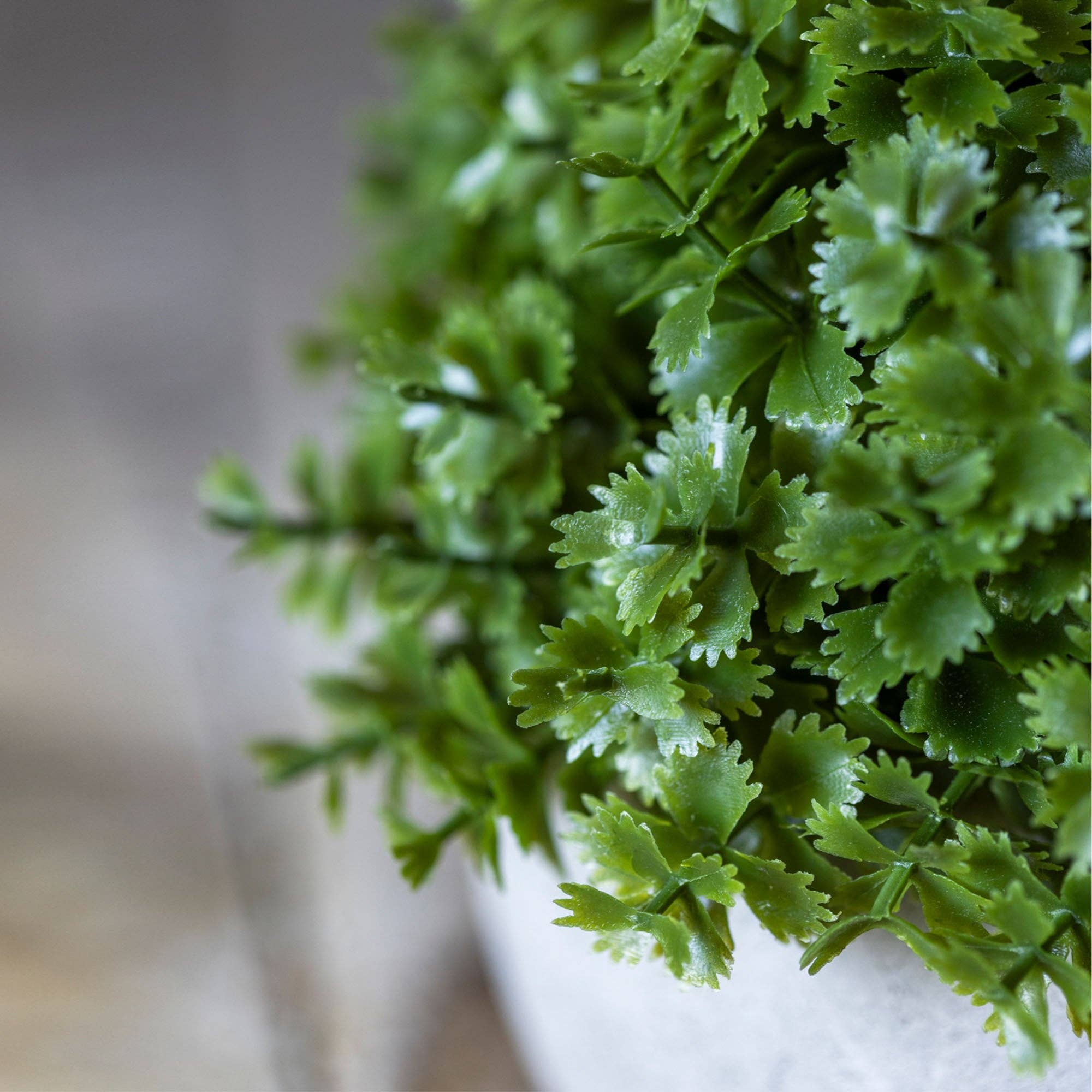 Hebe Plant in Pot