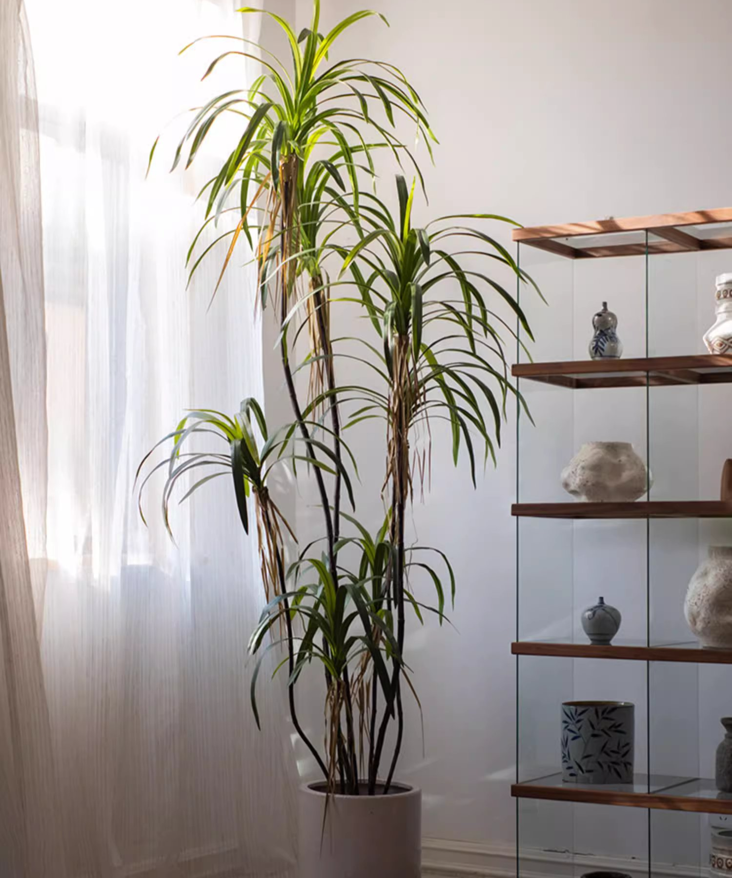 Dracaena Tree | X Large