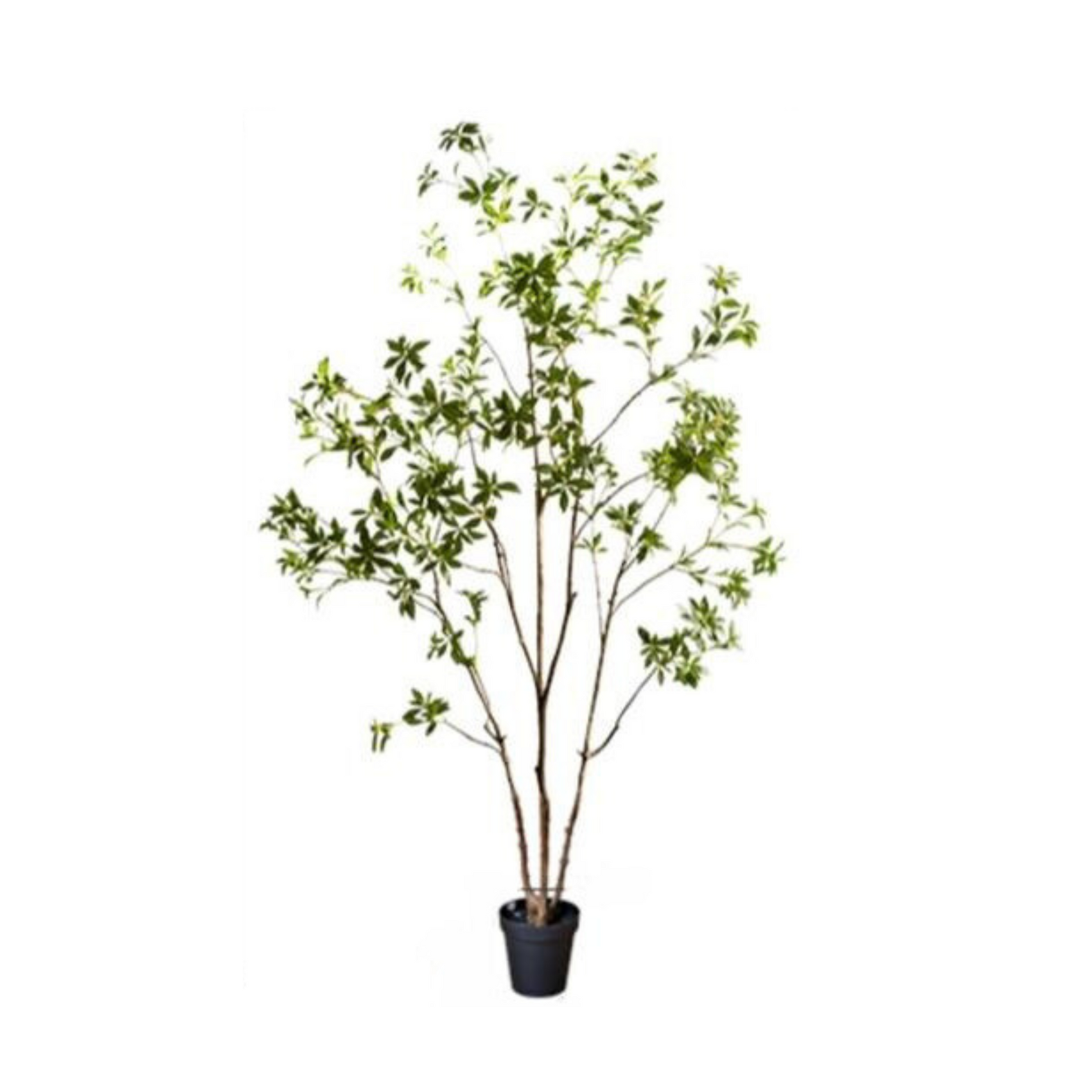 Japanese Enkianthus Tree