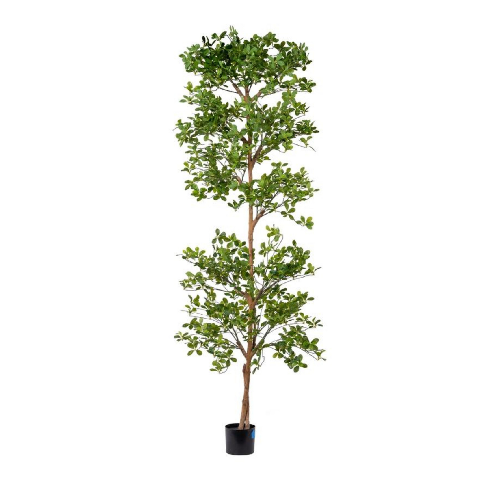 8' Shady Lady Tree | Thin