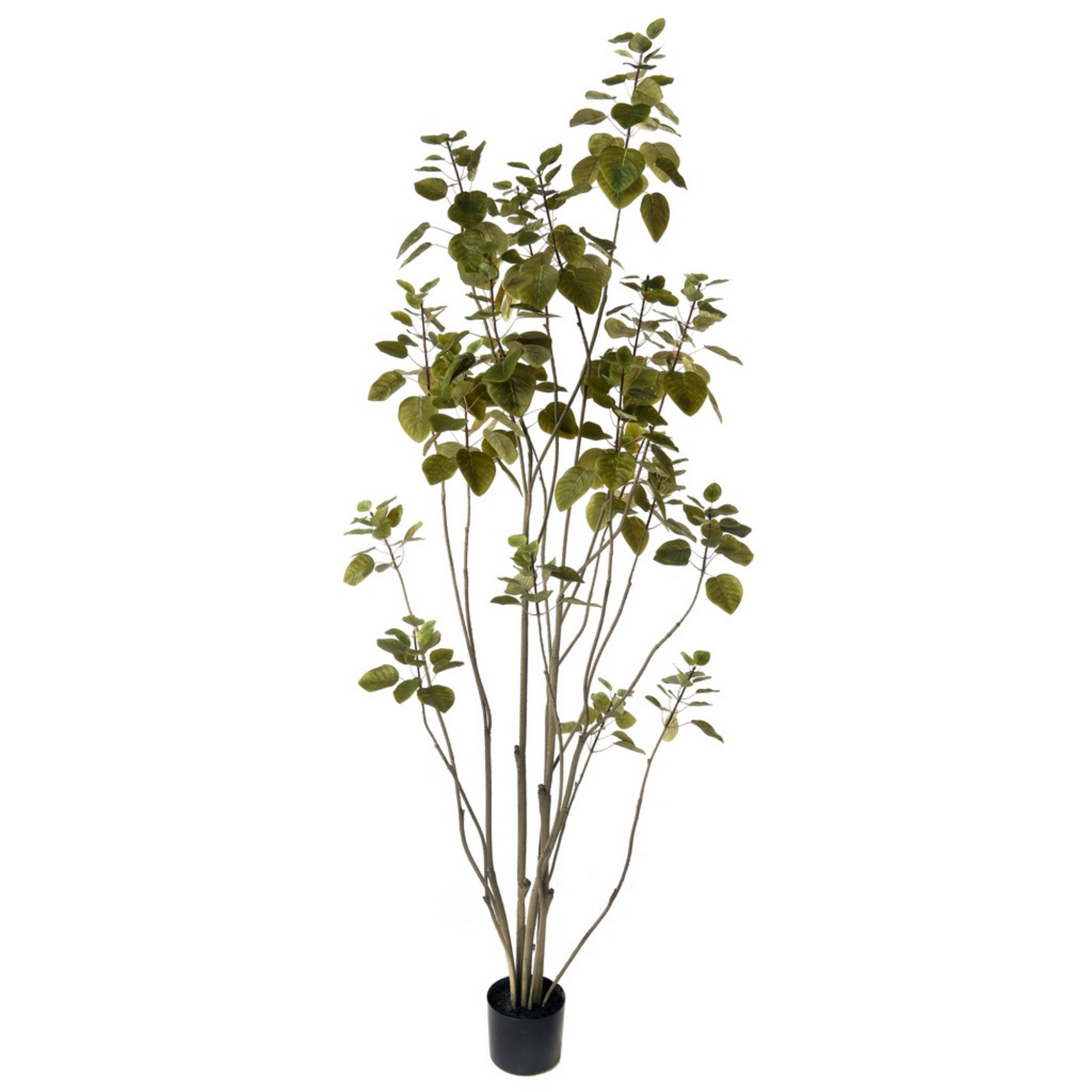 Smoke Tree Potted