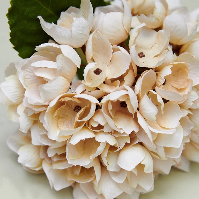 Hydrangea Morning Mist