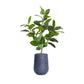 Rubber tree With Black Planter